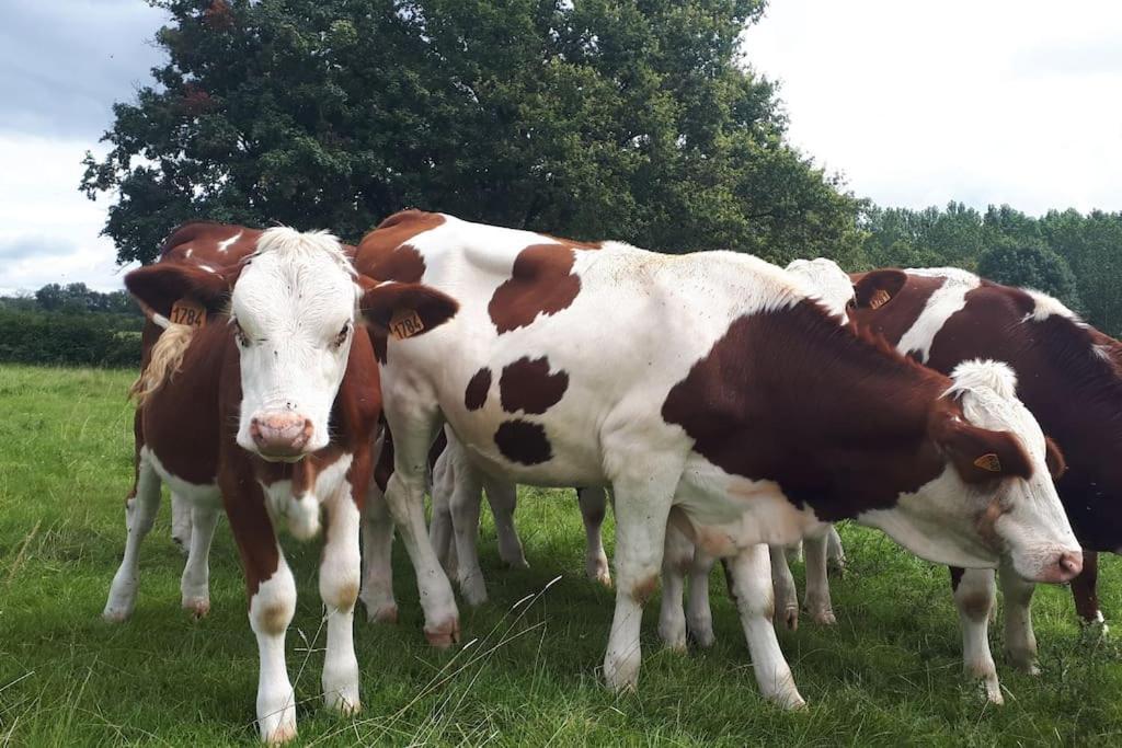 Gite A La Ferme, Avec Animaux, Fromages Et Nature Neuville-les-Decize Exterior photo